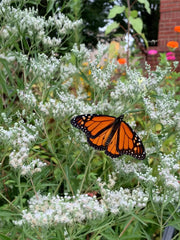 Monarch butterfly on white flowers with a garden background
