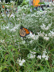 Monarch butterfly on white flowers with a blurred background