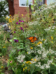 Butterfly on a flower with a garden and house in the background