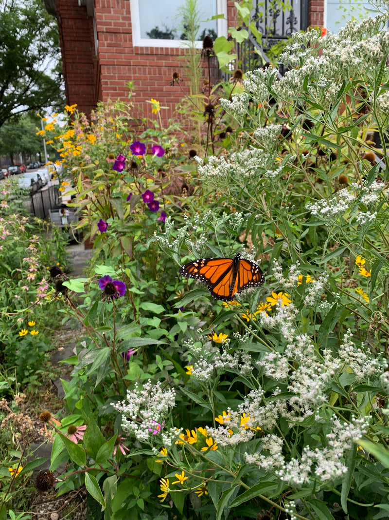 Butterfly on a flower with a garden and house in the background