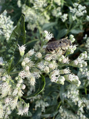 Bee on a plant with a blurred green background
