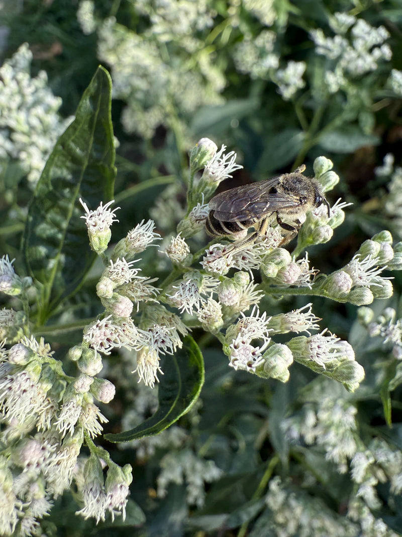 Bee on a plant with a blurred green background