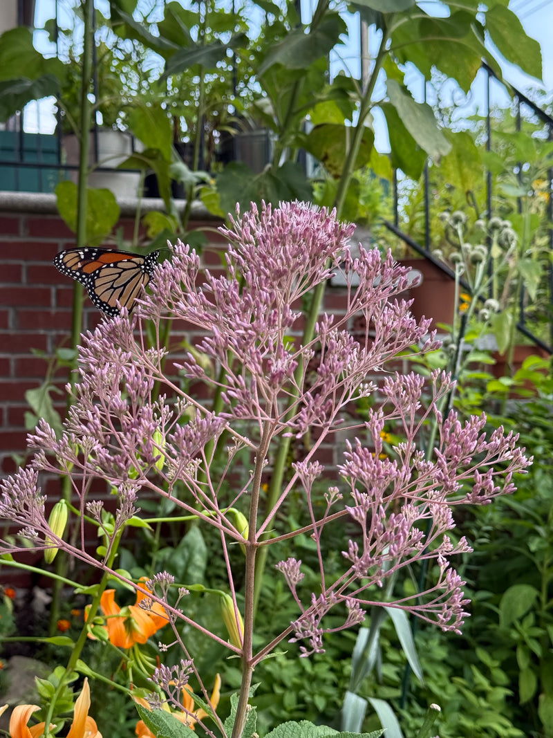 Butterfly perched on a purple flower with a blurred background
