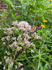 Butterfly on a flower with green foliage in the background