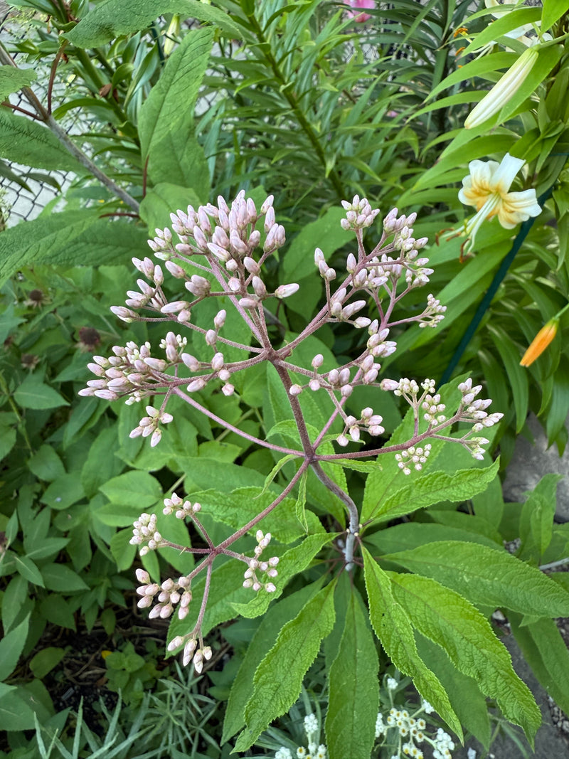 Light pink flower buds with green leaves in a natural setting