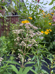 Green leaves and small pink flower buds in a garden setting.