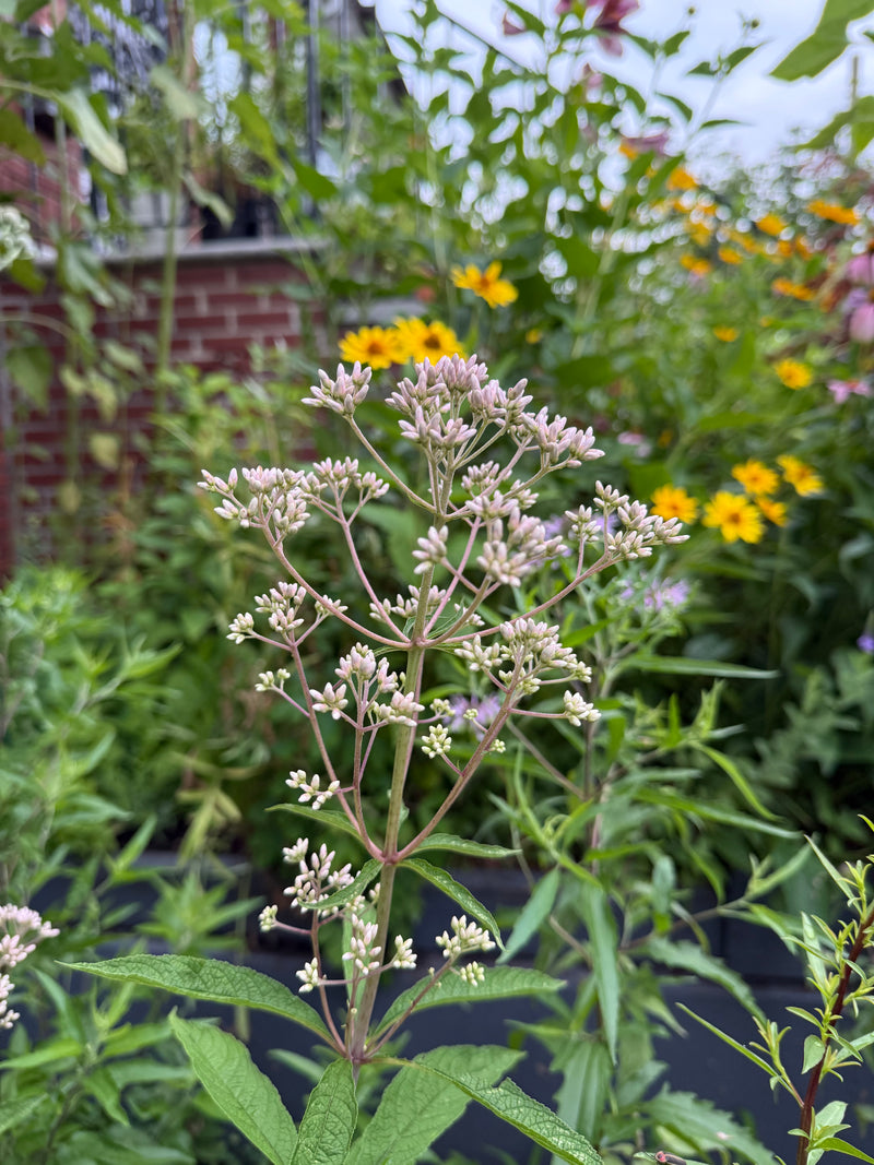 Green leaves and small pink flower buds in a garden setting.