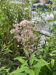 Floral plant with pink flowers and green leaves in an outdoor setting