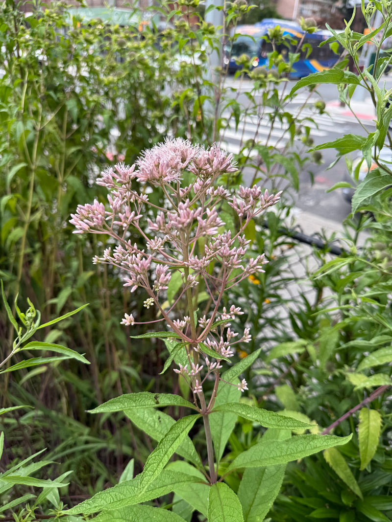 Floral plant with pink flowers and green leaves in an outdoor setting