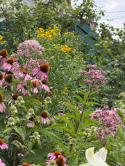 Colorful garden with pink, yellow, and green flowers.