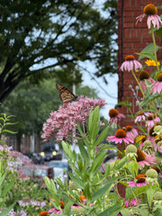 Monarch Butterfly on a pink flower with a blurred background