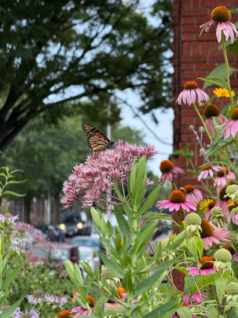 Monarch Butterfly on a pink flower with a blurred background