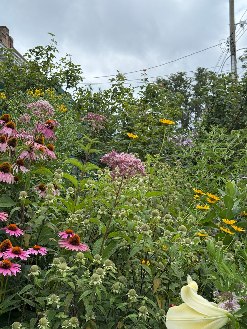 Floral garden with pink and yellow flowers against a cloudy sky