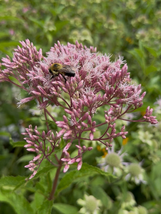 Pink flowers with a bumblebee on it, surrounded by green foliage