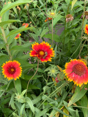 Red and yellow flowers with a bee on green leaves