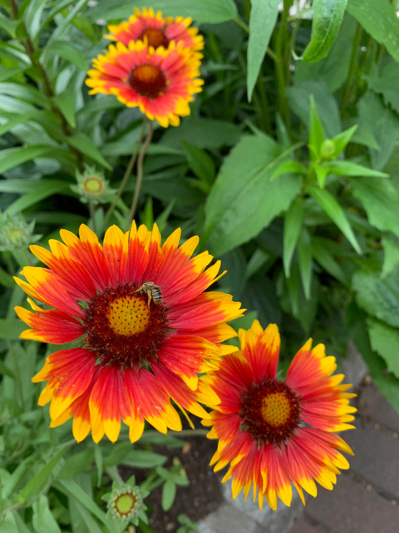 Three red and yellow flowers with a bee on a green leafy background