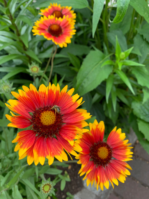 Three red and yellow flowers with a bee on a green leafy background