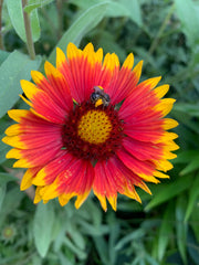 Red and yellow flower with a bee on a green leafy background