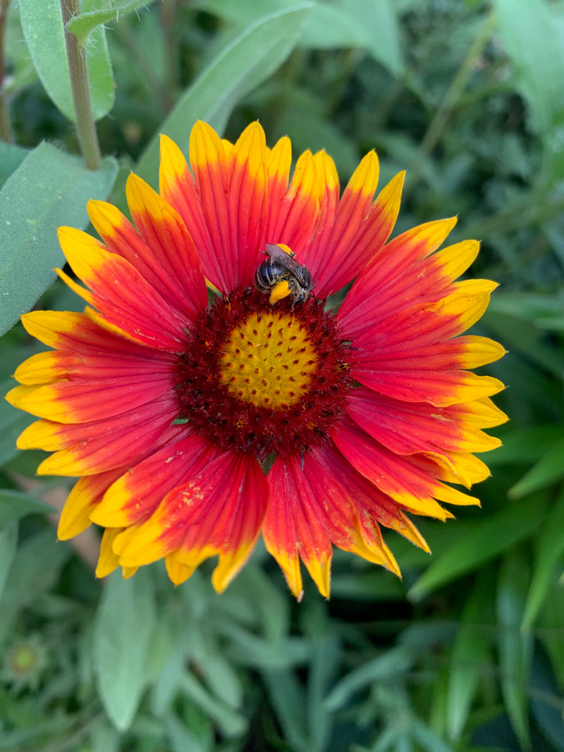 Red and yellow flower with a bee on a green leafy background