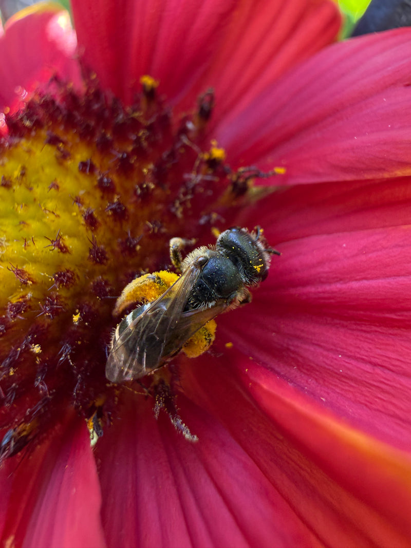 Blanket Flower Seeds / Gaillardia aristata