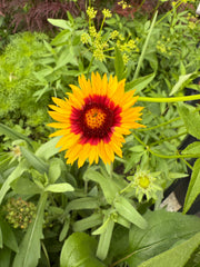 Yellow flower with a red center surrounded by green leaves