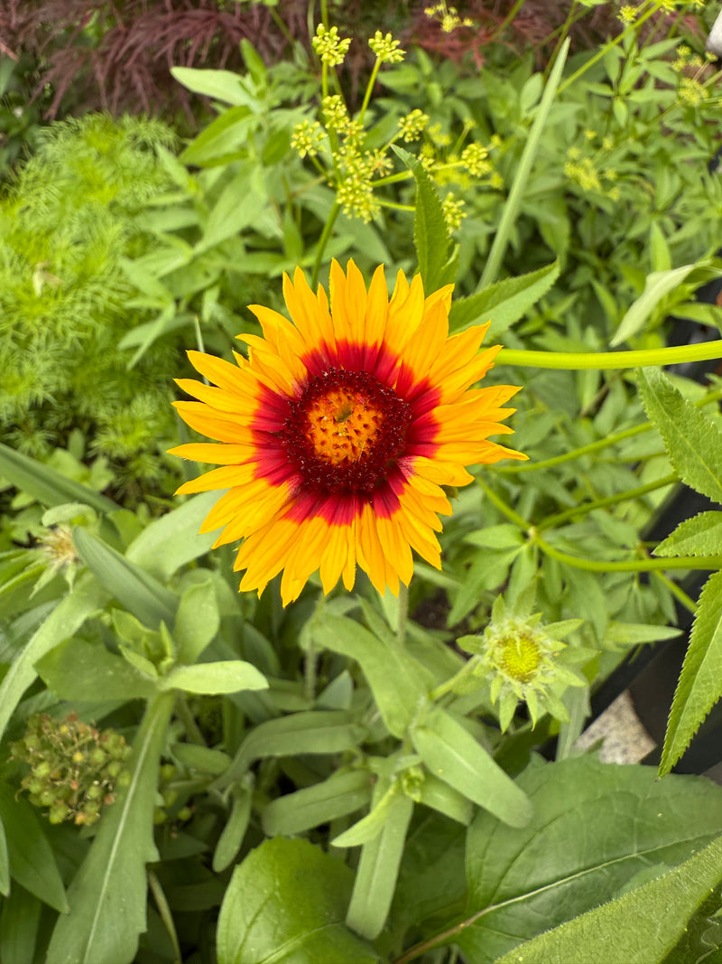 Yellow flower with a red center surrounded by green leaves