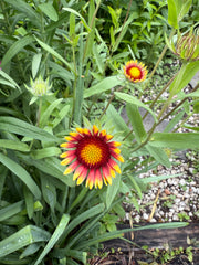 Two red and yellow flowers with green leaves on a blurred natural background