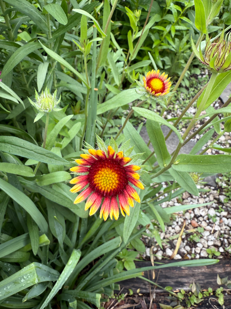 Two red and yellow flowers with green leaves on a blurred natural background