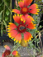 Red and yellow flower with a bee on it, surrounded by green foliage.