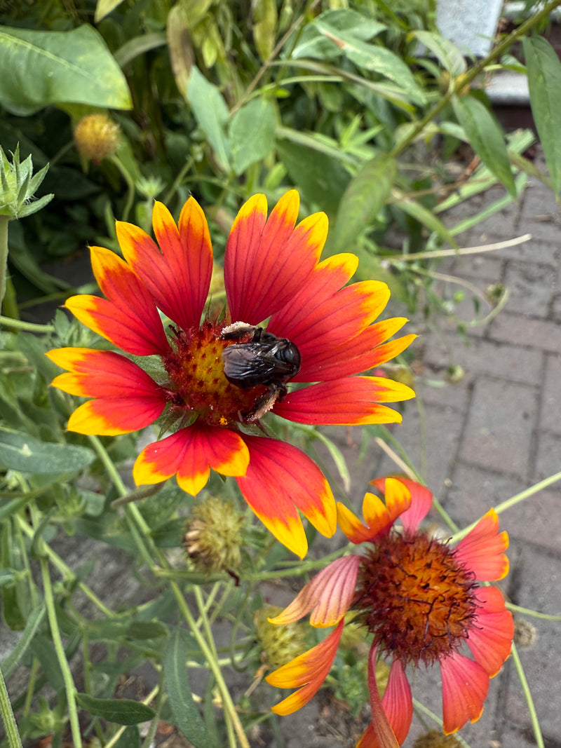 Red and yellow flower with a bee on it, surrounded by green leaves and other flowers.