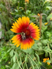 Bees on a red and yellow flower with green leaves in the background