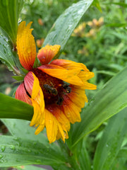Yellow and red flower with bees on a green leafy background