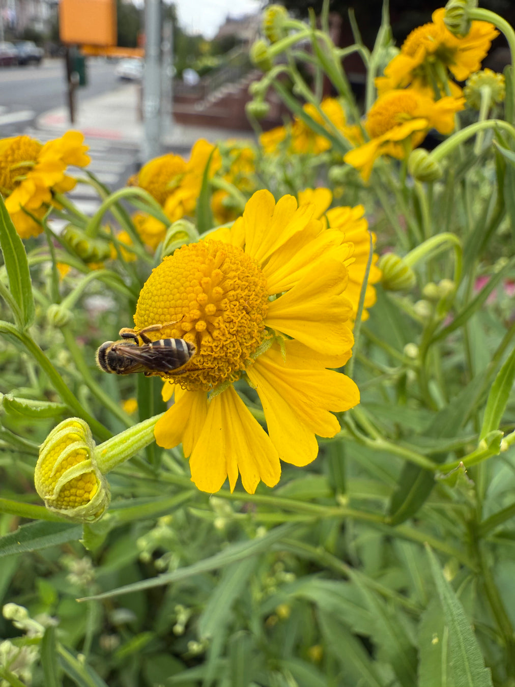 Yellow flowers and green foliage