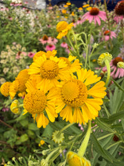 Yellow coneflowers with bright yellow petals and orange-yellow centers growing in a garden with green leaves and other blurred flowers in the background.