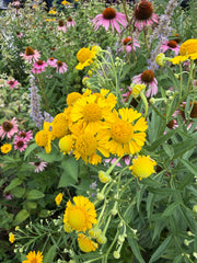 A close-up garden scene featuring bright yellow coneflowers with green foliage and pink coneflowers in the background.