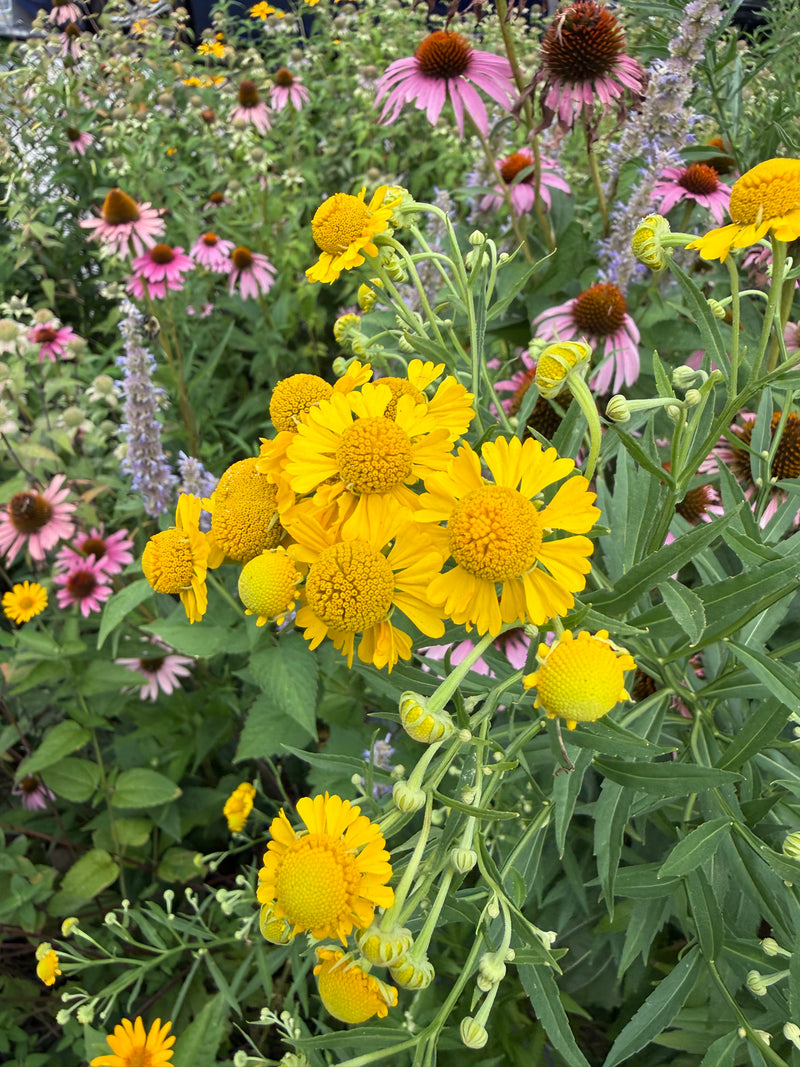 A close-up garden scene featuring bright yellow coneflowers with green foliage and pink coneflowers in the background.
