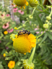 A close-up outdoor shot of a black and yellow hoverfly perched on a bright yellow flower, with green foliage and blurred pink flowers in the background.