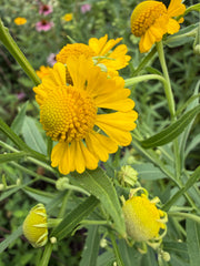 Close-up of bright yellow flowers with green stems and leaves in a garden setting.