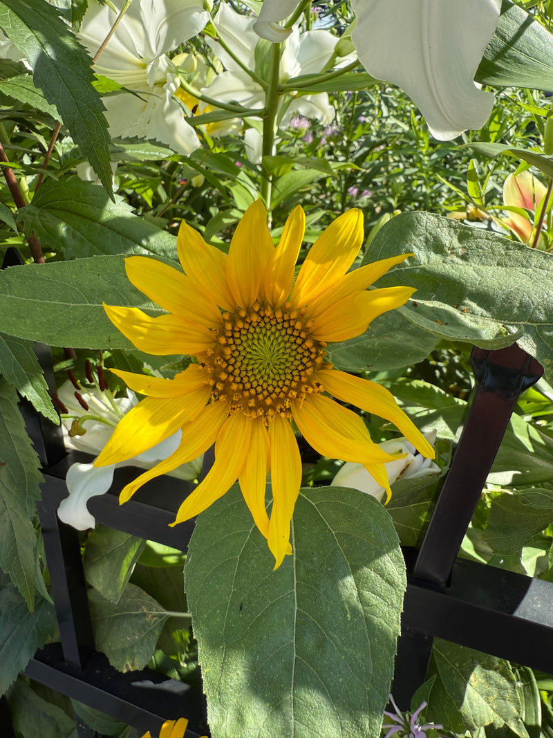Yellow sunflower surrounded by green leaves and white flowers