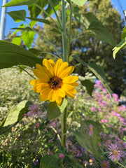 Yellow flower with green leaves and blurred purple flowers in the background