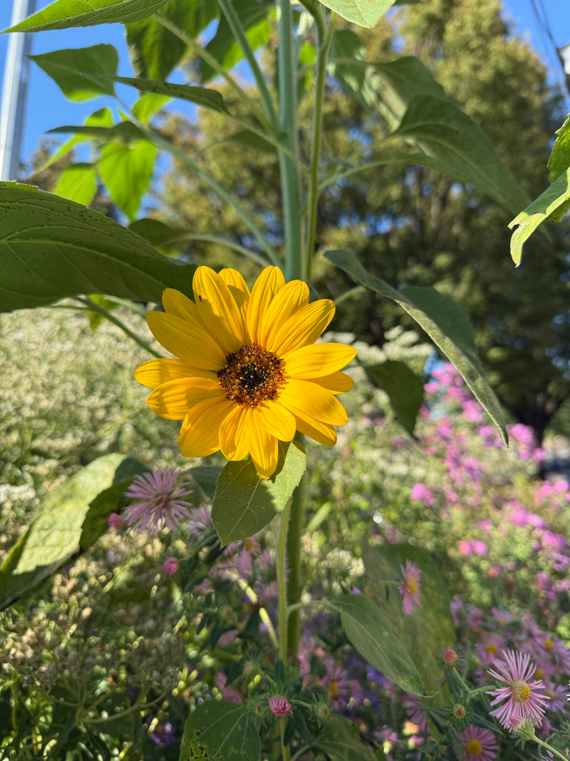 Yellow flower with green leaves and blurred purple flowers in the background
