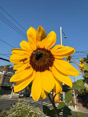 Close-up of a bright yellow sunflower with a bee on a clear blue sky background.