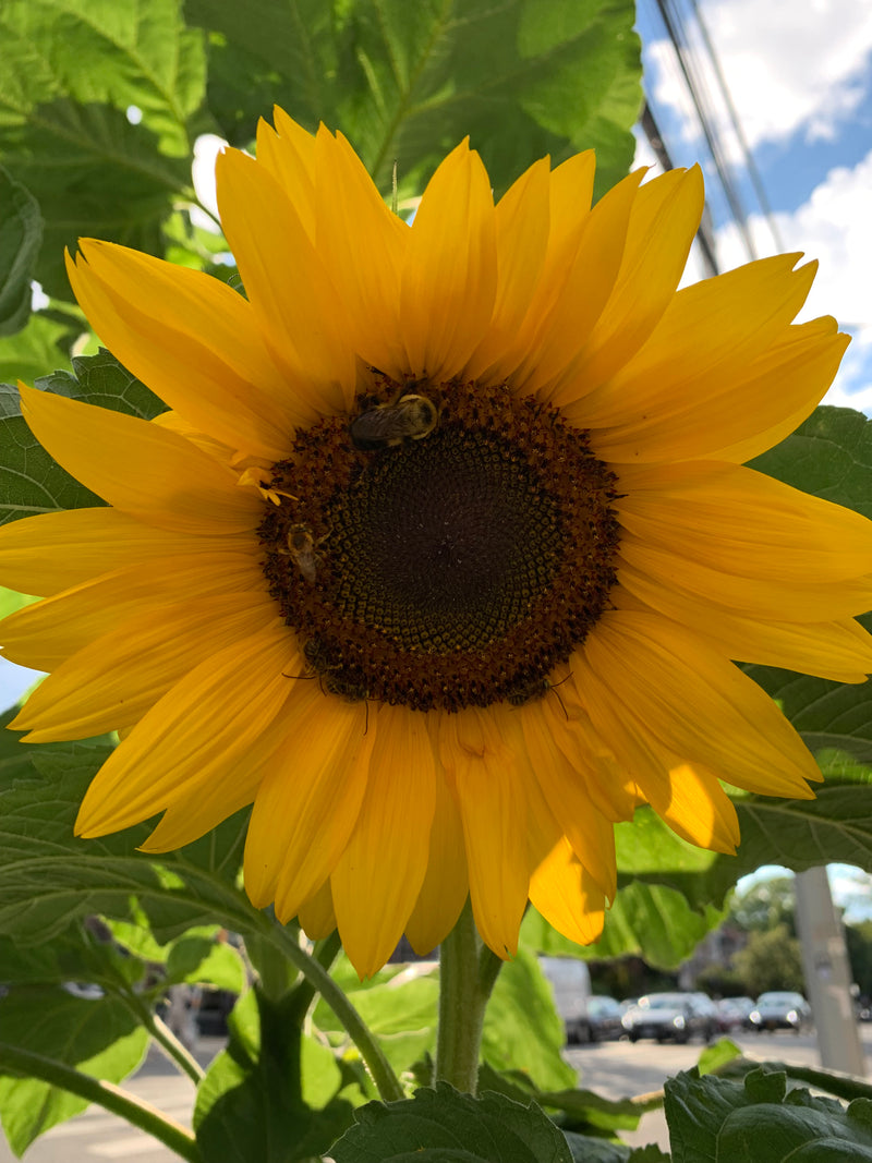 Sunflower with a bee on a green background