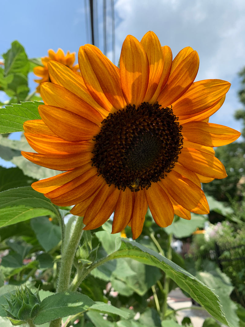 Close-up of a bright orange sunflower with green leaves on a blurred background