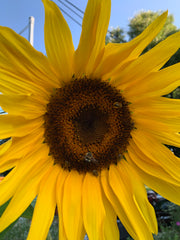 Close-up of a bright yellow sunflower with a clear blue sky background