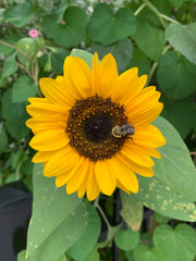 Sunflower with a bee on it surrounded by green leaves