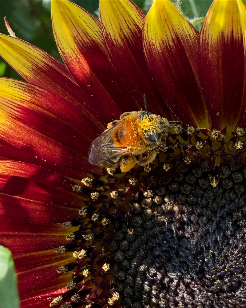 Bee on a sunflower with pollen on its body