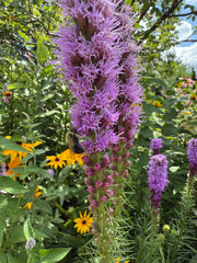 Purple flower with a bee and yellow flowers in the background