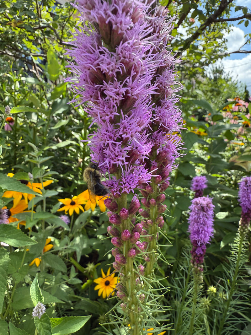 Purple flower with a bee and yellow flowers in the background