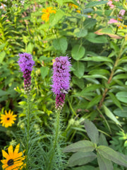 Purple flowers with green leaves and yellow flowers in the background